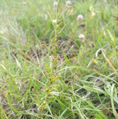 Thesium australe (Austral Toadflax) at Hereford Hall, NSW - 22 Nov 2020 by Greggy