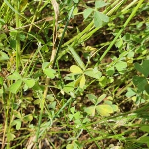 Oxalis perennans at Hughes, ACT - 23 Nov 2020