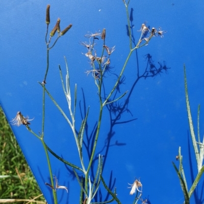 Senecio quadridentatus (Cotton Fireweed) at Hughes Grassy Woodland - 23 Nov 2020 by TomT