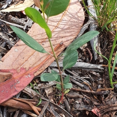Eucalyptus blakelyi (Blakely's Red Gum) at Hughes Grassy Woodland - 23 Nov 2020 by TomT