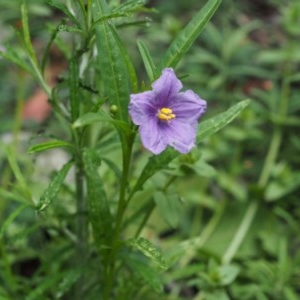 Solanum linearifolium at Paddys River, ACT - 24 Nov 2020