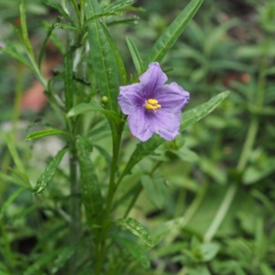 Solanum linearifolium (Kangaroo Apple) at Paddys River, ACT - 24 Nov 2020 by IanBurns