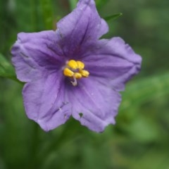 Solanum linearifolium at Paddys River, ACT - 24 Nov 2020 12:33 AM