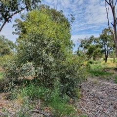 Eucalyptus melliodora (Yellow Box) at Red Hill to Yarralumla Creek - 23 Nov 2020 by TomT