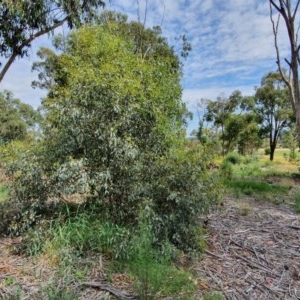 Eucalyptus melliodora at Hughes, ACT - 23 Nov 2020