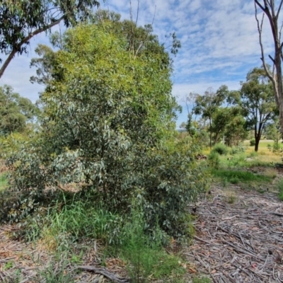Eucalyptus melliodora (Yellow Box) at Hughes, ACT - 23 Nov 2020 by TomT