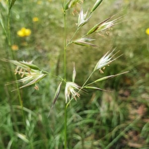 Rytidosperma sp. at Deakin, ACT - 23 Nov 2020