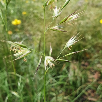 Rytidosperma sp. (Wallaby Grass) at Deakin, ACT - 23 Nov 2020 by TomT