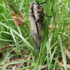 Psaltoda moerens (Redeye cicada) at Hughes, ACT - 23 Nov 2020 by TomT