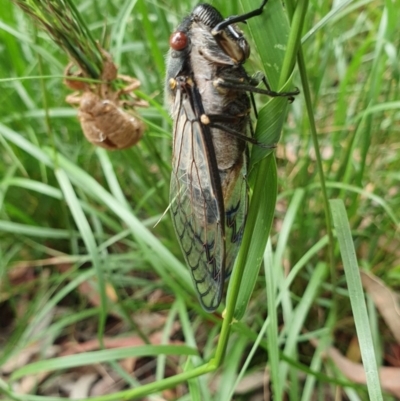 Psaltoda moerens (Redeye cicada) at Red Hill to Yarralumla Creek - 23 Nov 2020 by TomT