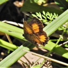 Paralucia aurifera (Bright Copper) at Tidbinbilla Nature Reserve - 23 Nov 2020 by JohnBundock