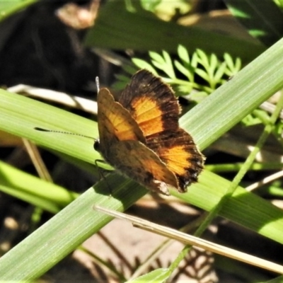 Paralucia aurifera (Bright Copper) at Paddys River, ACT - 23 Nov 2020 by JohnBundock