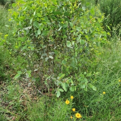 Eucalyptus blakelyi (Blakely's Red Gum) at Hughes Grassy Woodland - 23 Nov 2020 by TomT