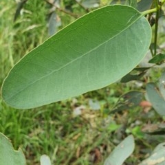 Eucalyptus blakelyi at Hughes, ACT - 23 Nov 2020