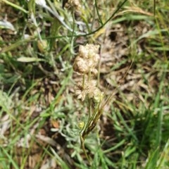 Pseudognaphalium luteoalbum (Jersey Cudweed) at Red Hill to Yarralumla Creek - 23 Nov 2020 by TomT