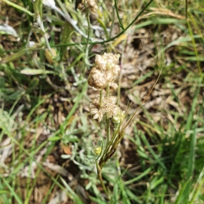 Pseudognaphalium luteoalbum (Jersey Cudweed) at Hughes Grassy Woodland - 23 Nov 2020 by TomT