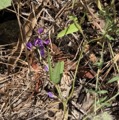 Glycine tabacina (Variable Glycine) at Hughes, ACT - 24 Nov 2020 by ruthkerruish