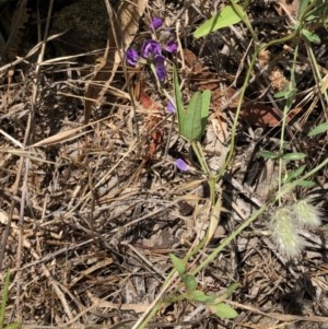 Glycine tabacina at Hughes, ACT - 24 Nov 2020