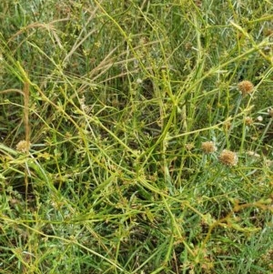 Rumex dumosus at Hughes, ACT - 23 Nov 2020