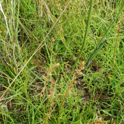 Haloragis heterophylla (Variable Raspwort) at Hughes Grassy Woodland - 23 Nov 2020 by TomT