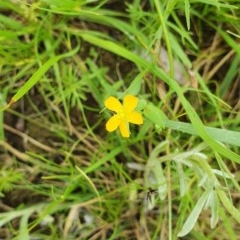 Hypericum gramineum (Small St Johns Wort) at Red Hill to Yarralumla Creek - 23 Nov 2020 by TomT