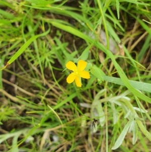 Hypericum gramineum at Hughes, ACT - 23 Nov 2020