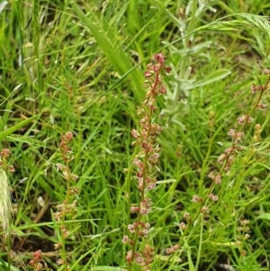 Haloragis heterophylla at Deakin, ACT - 23 Nov 2020 11:25 PM