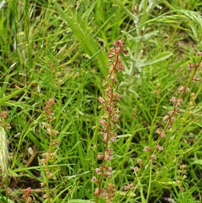 Haloragis heterophylla (Variable Raspwort) at Hughes Grassy Woodland - 23 Nov 2020 by TomT