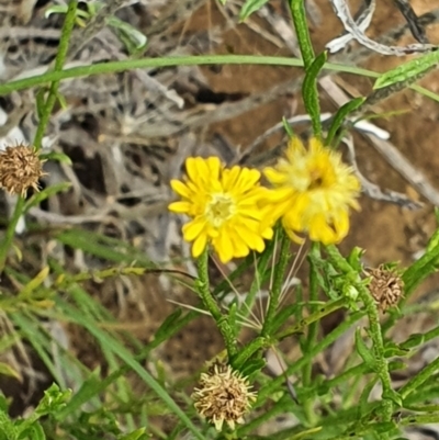 Calotis lappulacea (Yellow Burr Daisy) at Hughes, ACT - 23 Nov 2020 by TomT