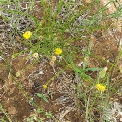 Calotis lappulacea at Hughes, ACT - 23 Nov 2020