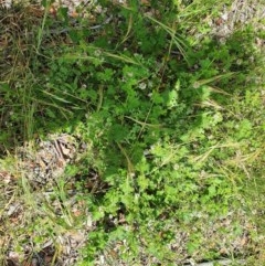 Pelargonium inodorum (Kopata) at Hughes Grassy Woodland - 23 Nov 2020 by TomT