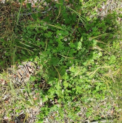 Pelargonium inodorum (Kopata) at Hughes, ACT - 23 Nov 2020 by TomT