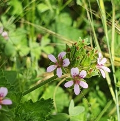 Pelargonium inodorum at Hughes, ACT - 23 Nov 2020 11:38 PM