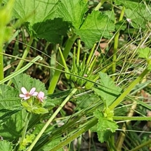 Pelargonium inodorum at Hughes, ACT - 23 Nov 2020 11:38 PM