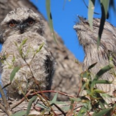 Podargus strigoides (Tawny Frogmouth) at Red Hill Nature Reserve - 1 Nov 2020 by roymcd