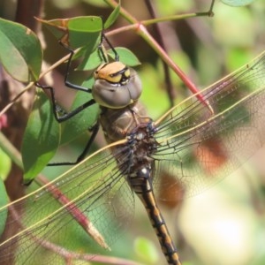 Anax papuensis at Griffith, ACT - 18 Nov 2020