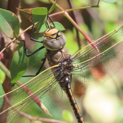 Anax papuensis (Australian Emperor) at Griffith, ACT - 17 Nov 2020 by roymcd