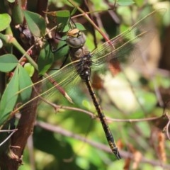 Anax papuensis at Griffith, ACT - 18 Nov 2020