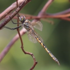Hemicordulia tau (Tau Emerald) at Garran, ACT - 21 Nov 2020 by roymcd