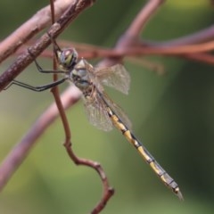 Hemicordulia tau (Tau Emerald) at Red Hill Nature Reserve - 20 Nov 2020 by roymcd