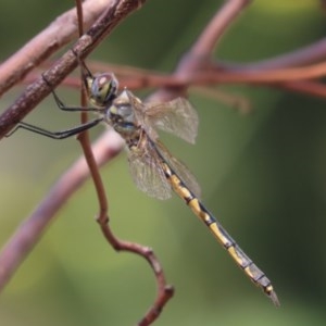 Hemicordulia tau at Garran, ACT - 21 Nov 2020