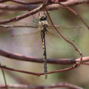 Hemicordulia tau at Garran, ACT - 21 Nov 2020