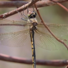 Hemicordulia tau at Garran, ACT - 21 Nov 2020