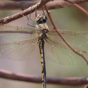 Hemicordulia tau at Garran, ACT - 21 Nov 2020