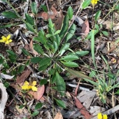 Goodenia hederacea (Ivy Goodenia) at Flea Bog Flat, Bruce - 23 Nov 2020 by JVR