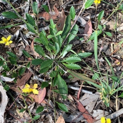 Goodenia hederacea (Ivy Goodenia) at Bruce, ACT - 23 Nov 2020 by JVR