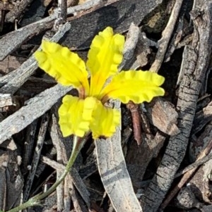 Goodenia hederacea at Bruce, ACT - 23 Nov 2020