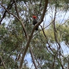 Callocephalon fimbriatum (Gang-gang Cockatoo) at Gungaderra Grasslands - 23 Nov 2020 by Jenny54