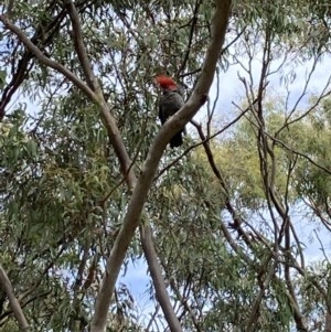 Callocephalon fimbriatum at Kaleen, ACT - 23 Nov 2020