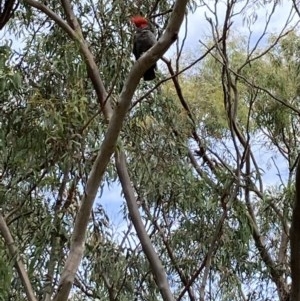 Callocephalon fimbriatum at Kaleen, ACT - suppressed